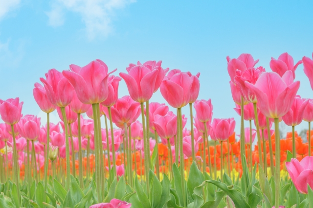 埼玉県の婚活デートでもおすすめの鴻巣市花のオアシスチューリップ畑