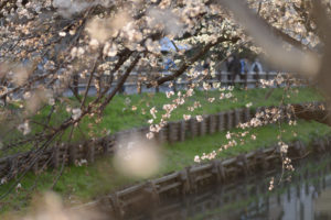 埼玉県さいたま市の結婚相談所コラボ大宮がおすすめするお花見デートスポット：川越公園